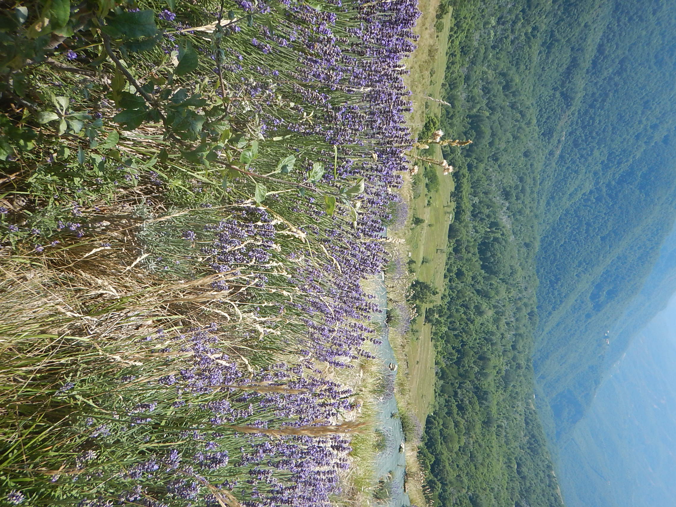 DSCN7900