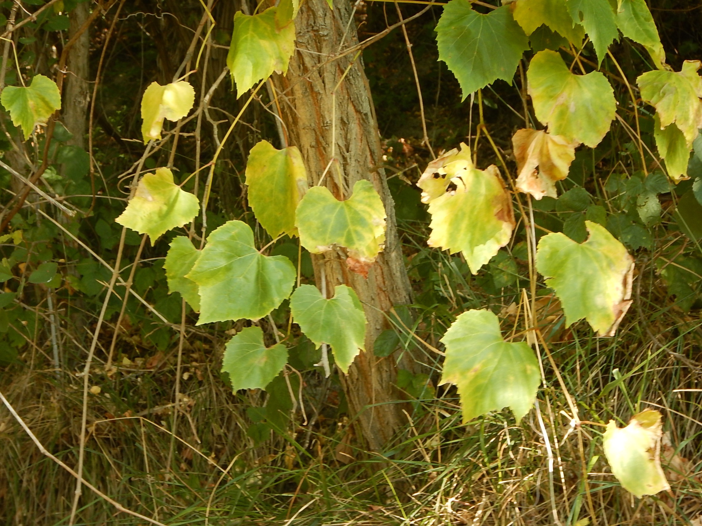 DSCN0585