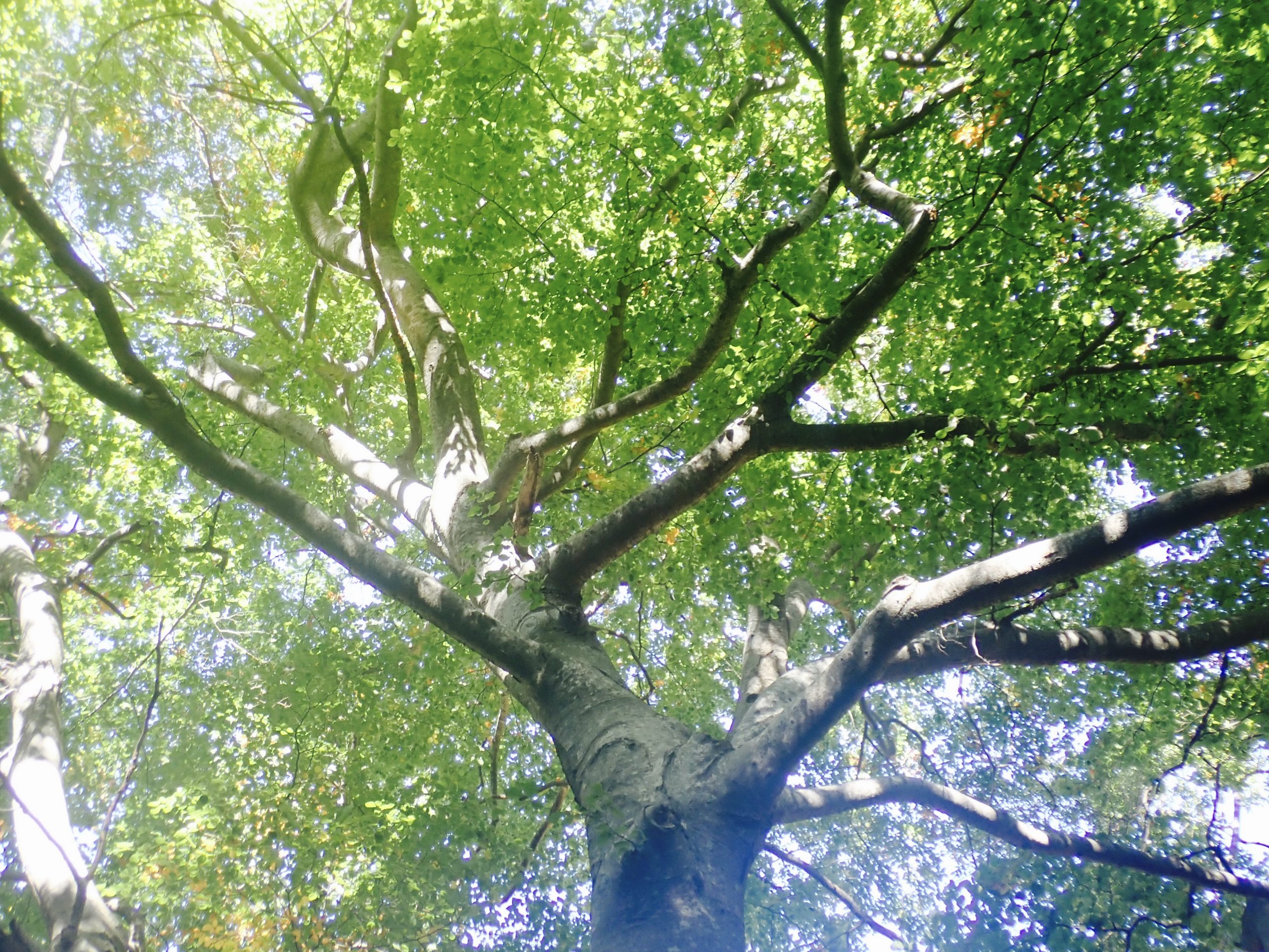P1013819