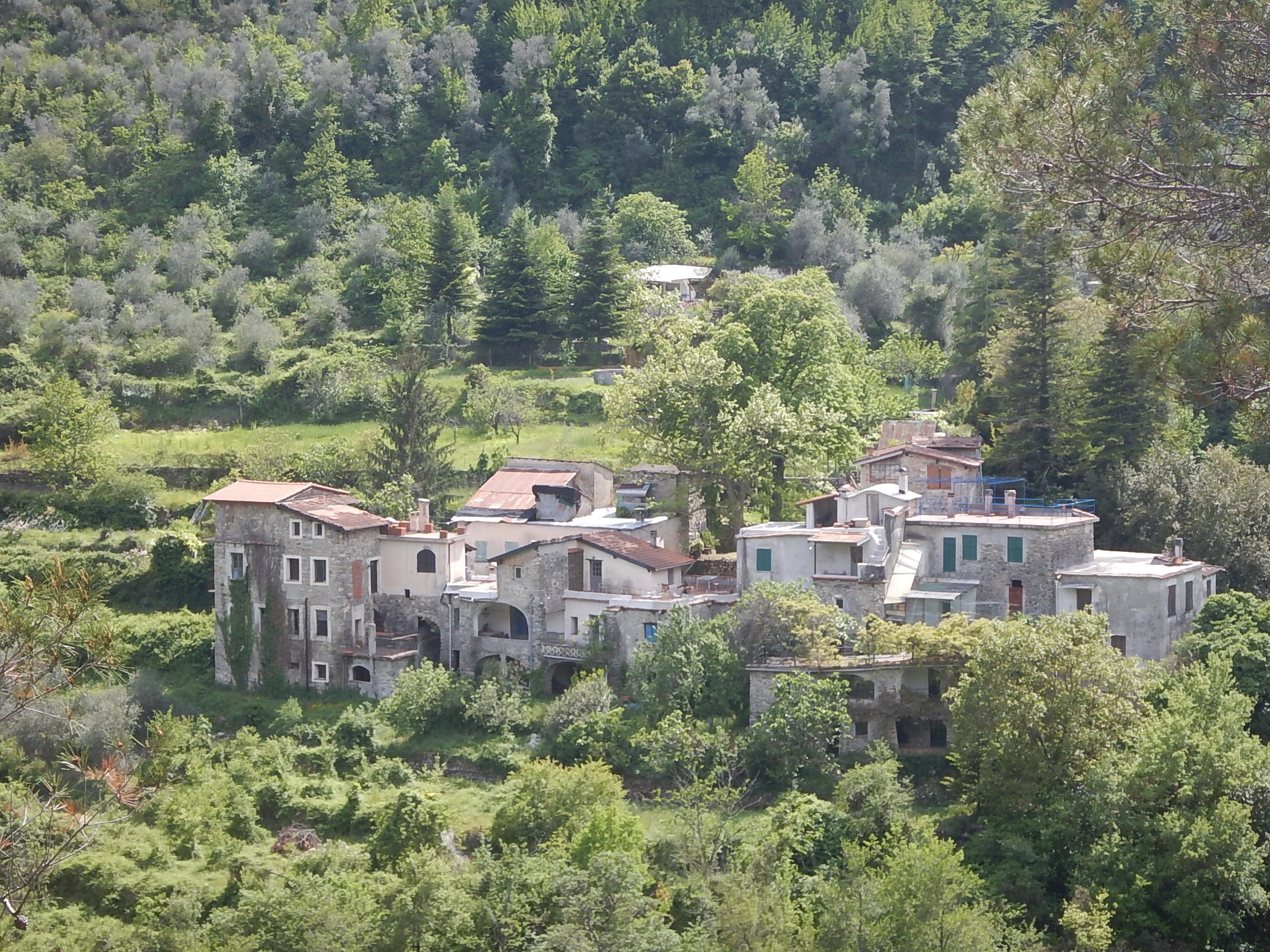 Olivetta località Bossarè