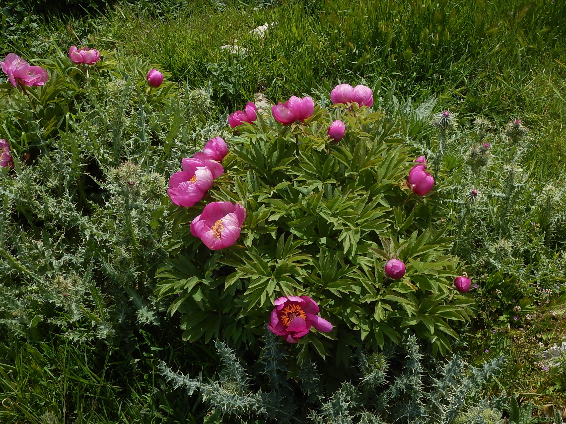 Peonie gerri