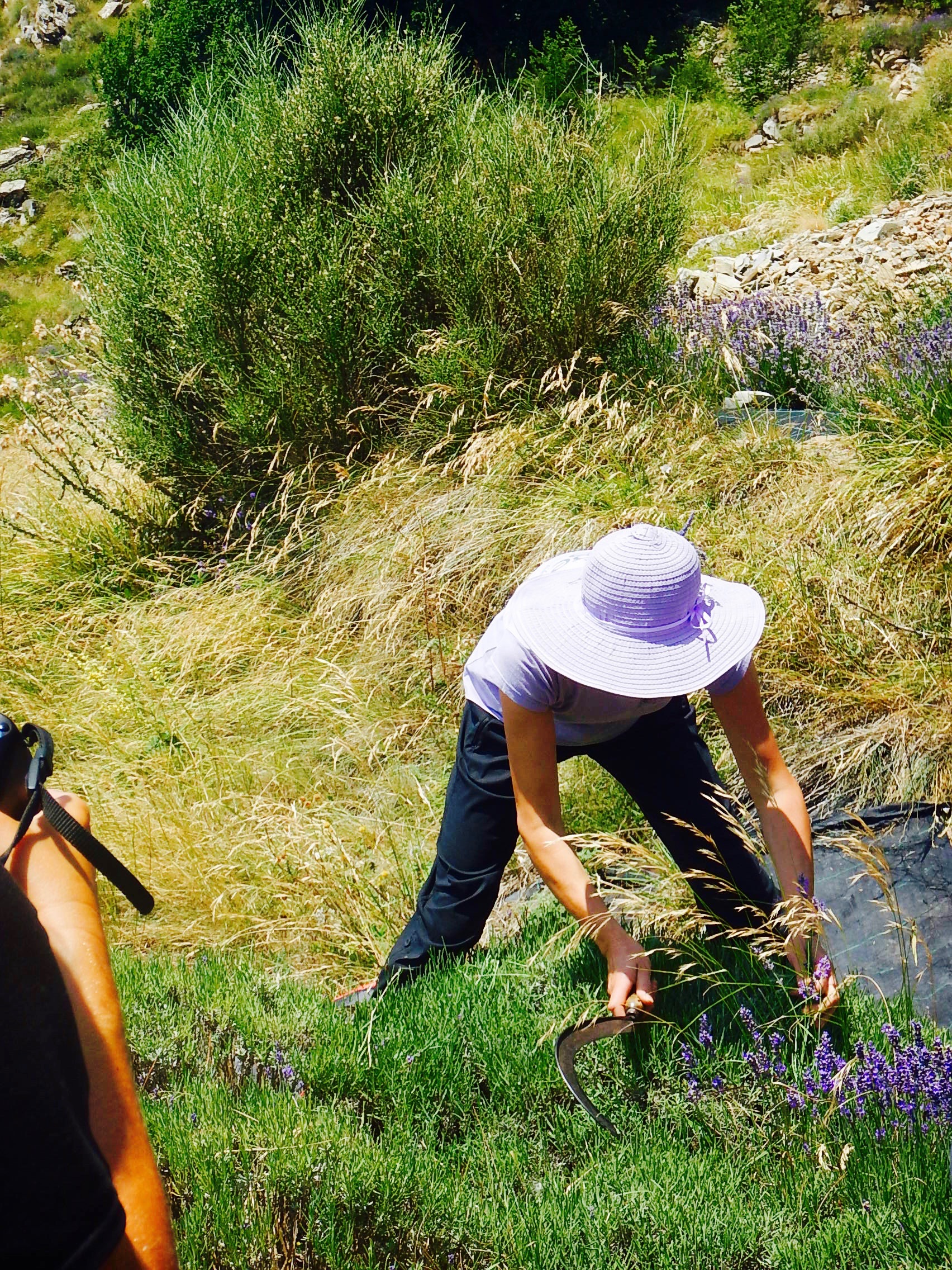 Campi di lavanda sfalcio