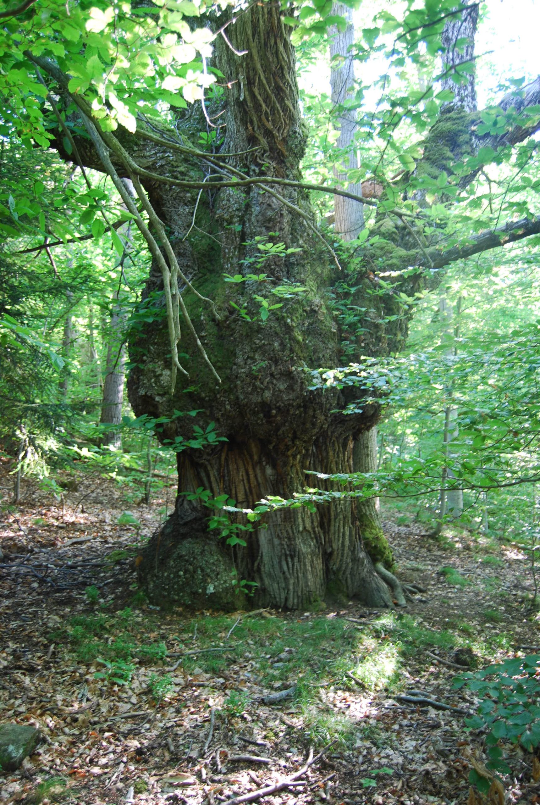 Bosco di Grou (2)